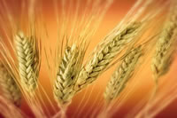 wheat